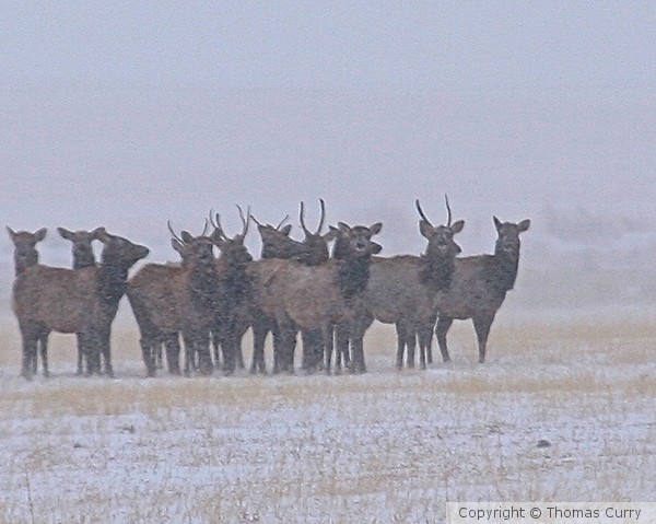 Elk in the Blizzard