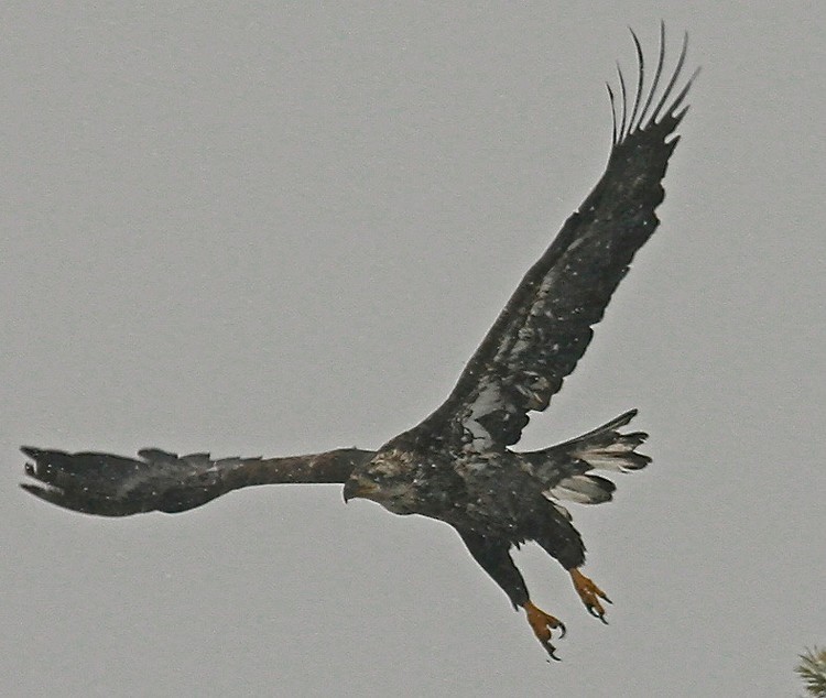 snow flight