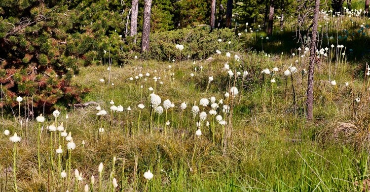 Bear Grass 