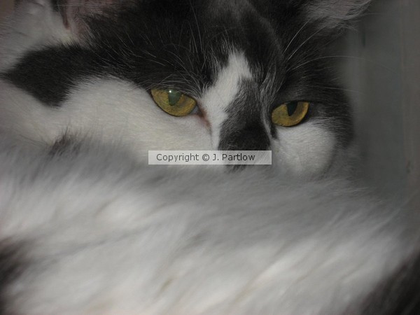 catball 