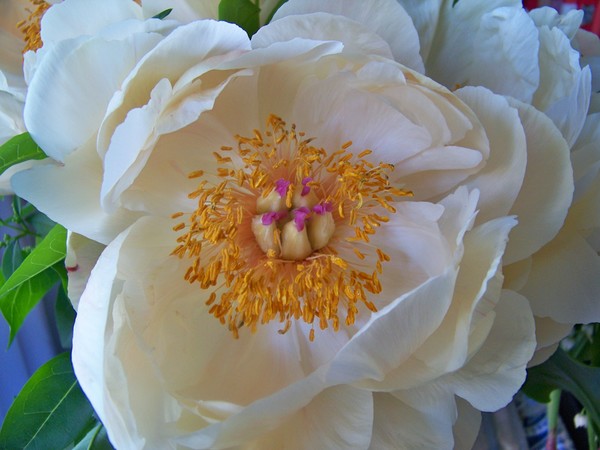 WHITE PEONY