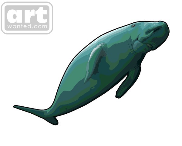 dugong