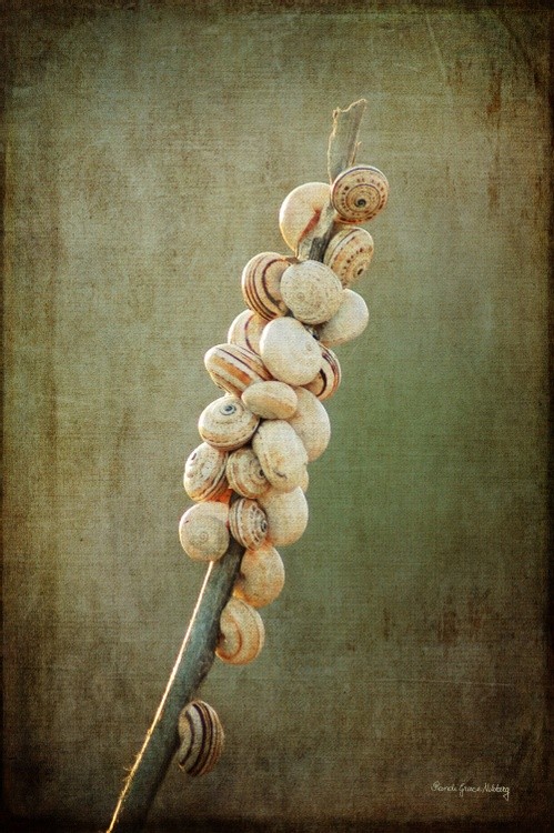 Snail Colony