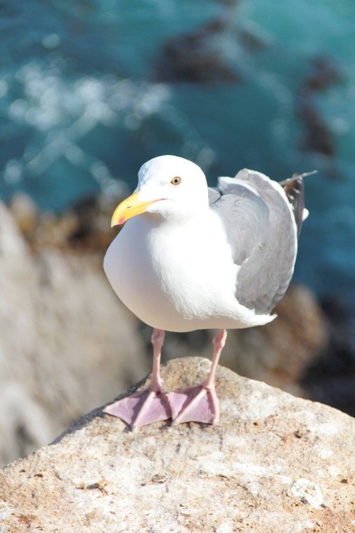 Karen Muro Such a pretty seagull