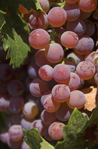 Flame grapes ready to pick
