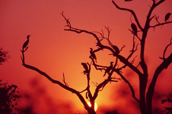 Bharatpur sanctuary