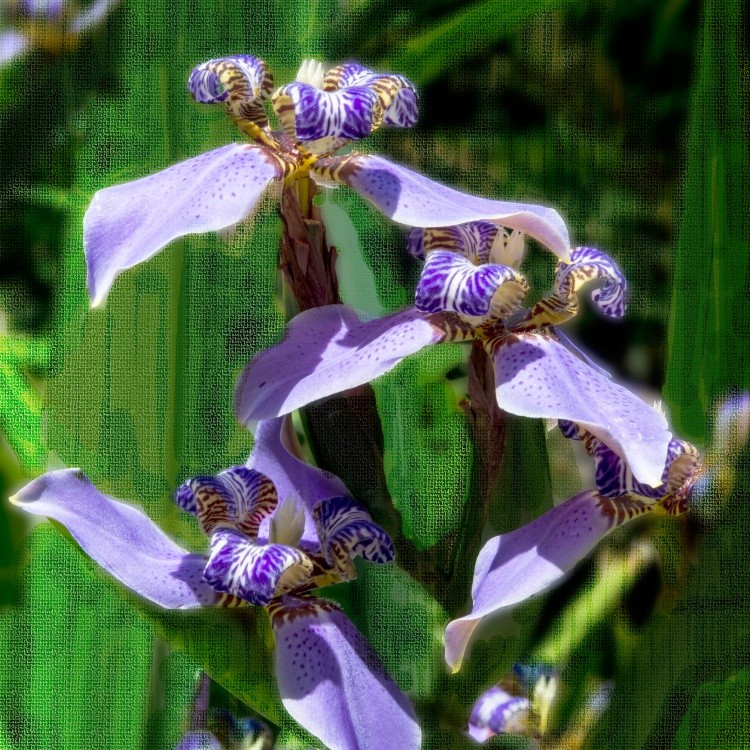 Walking Iris Digital Painting 20-20 300px