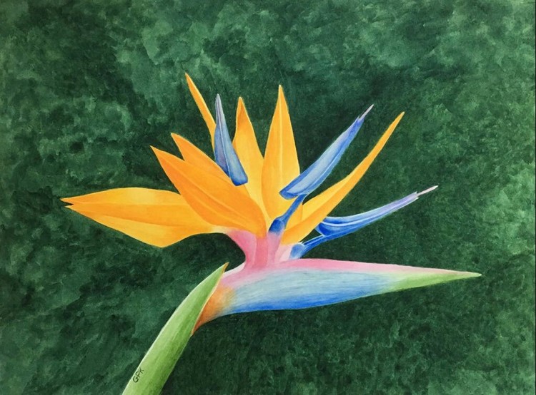 Bird of Paradise