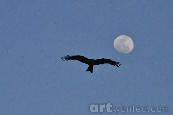 BLACK KITE 3