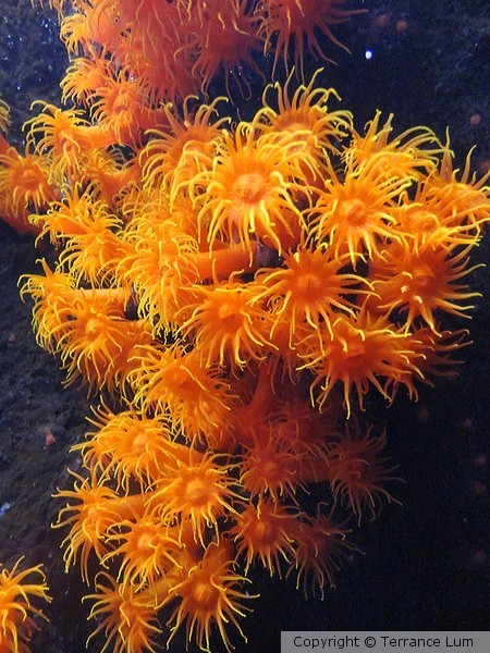 Orange Sea Anemone a