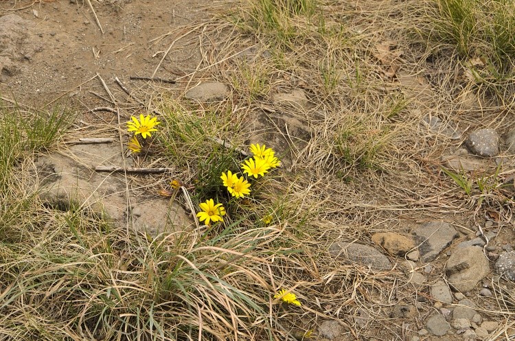 Daisies in the Rocks
