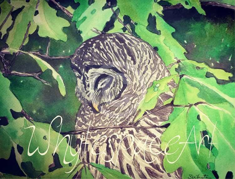 Owl in an Oak Tree