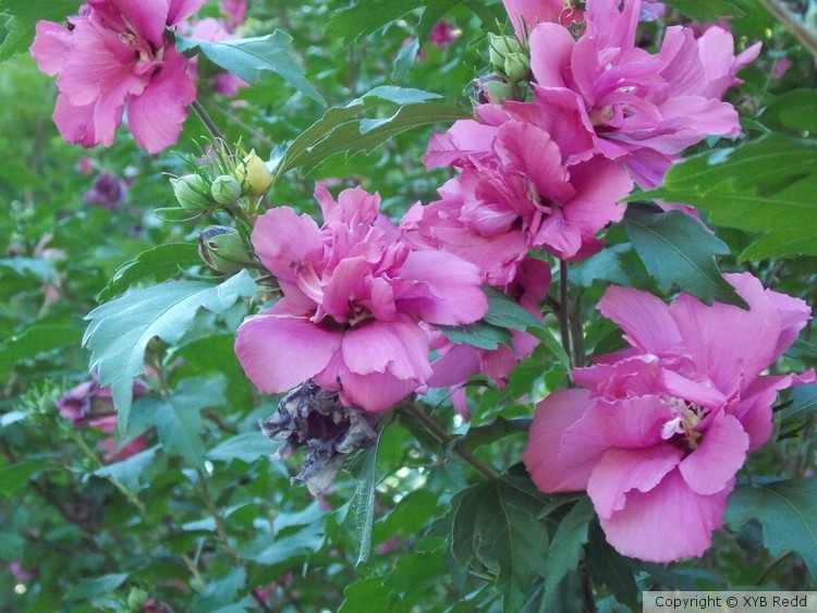 Purple delight