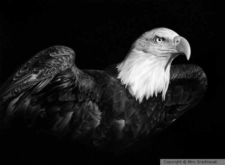 AMERICAN PRIDE