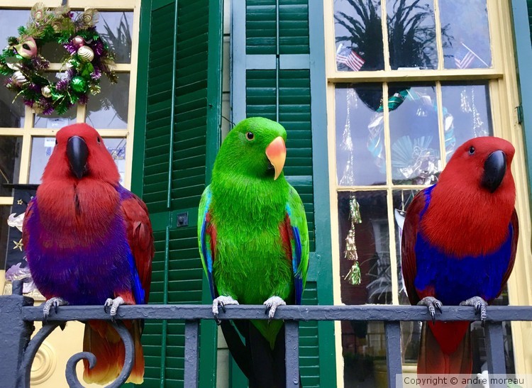 Birds in a Row