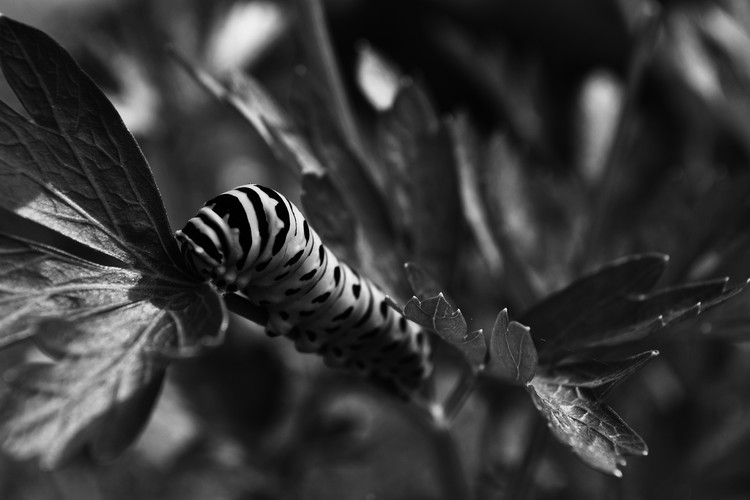 caterpillar in the Garden Black and White Photo