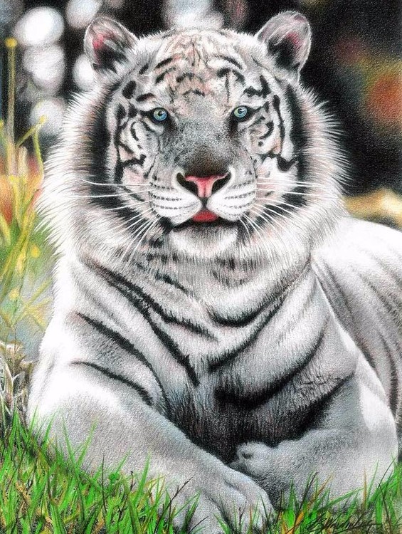 White Tiger