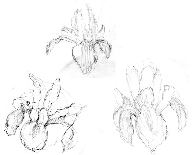 Iris Sketches