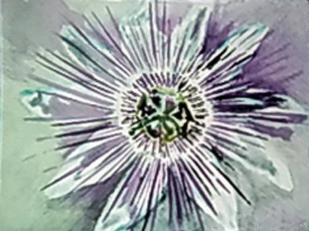 White Passion Flower Watercolor