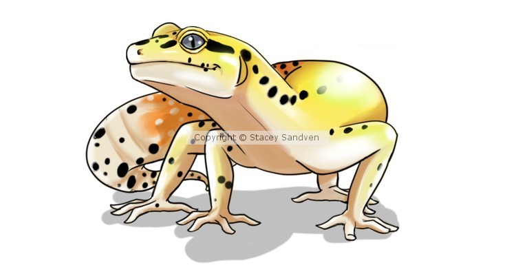 [request] Leopard Gecko