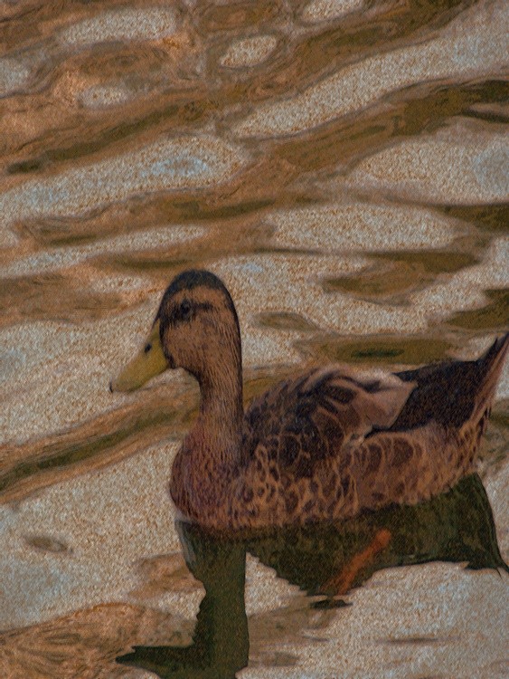 AW 788 Color Pencil Mallard Hen