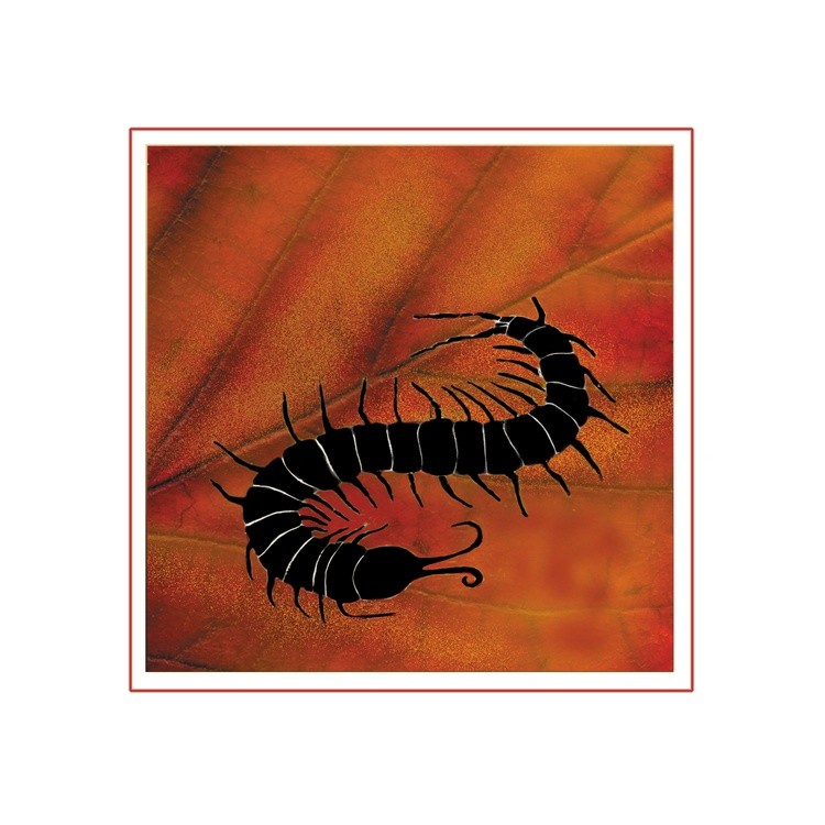 Centipede