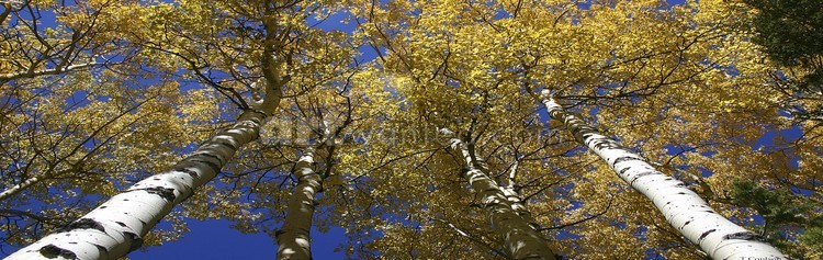 Looking Up