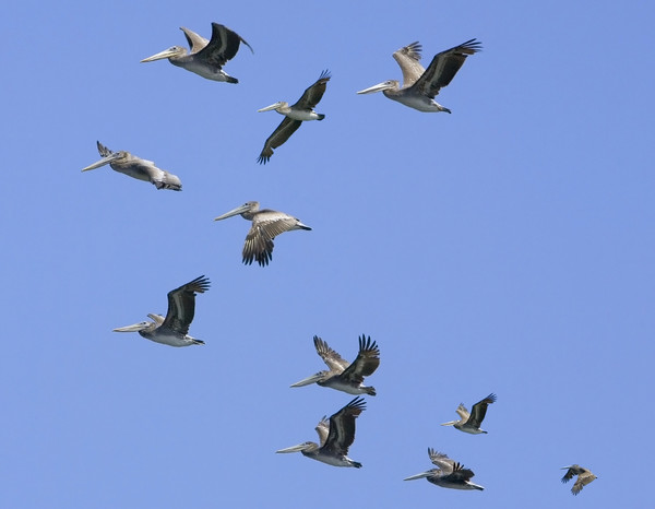 Pelicans