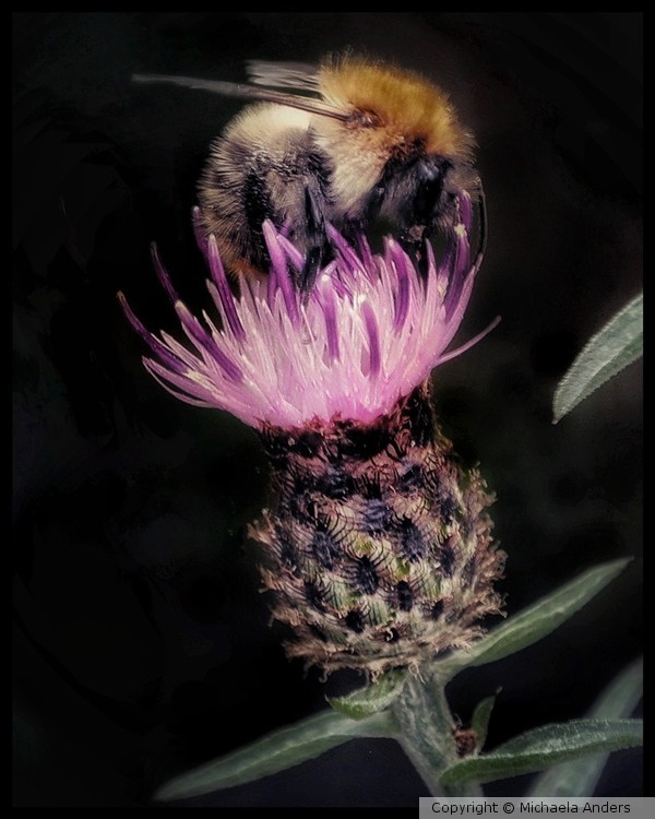 Bumble bee