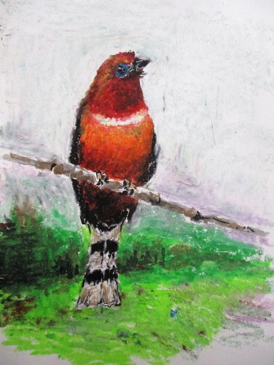 Red-headed Trogon
