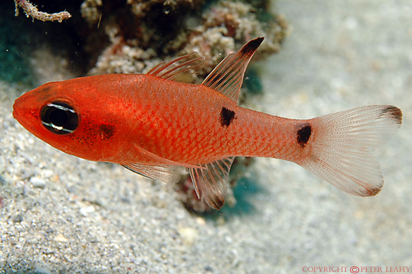 Two Spot Cardinal Fish