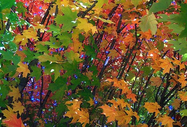 Autumn Mosaic