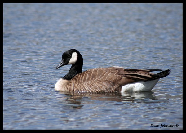 Canada Goose