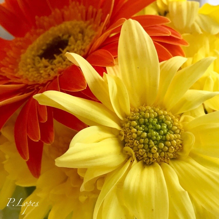 Macro #1