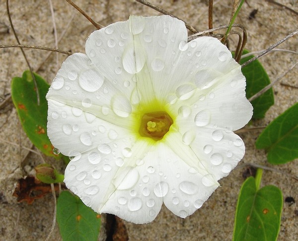 after rain