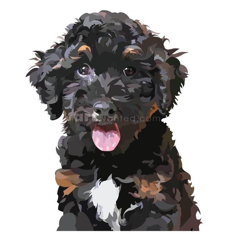 Happy Bernedoodle
