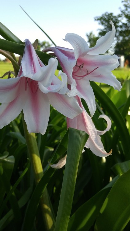 Asian Lilly