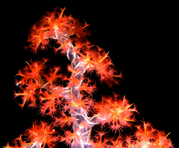 'SOFT CORAL TREE'