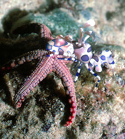 Harlequin Shrimp