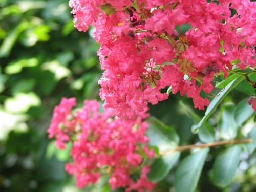 pink beauty