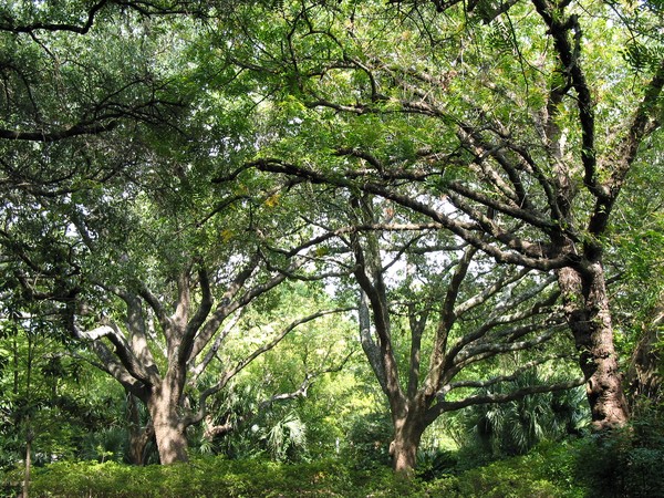 Live Oaks