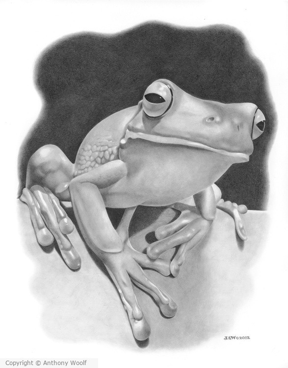 Frog