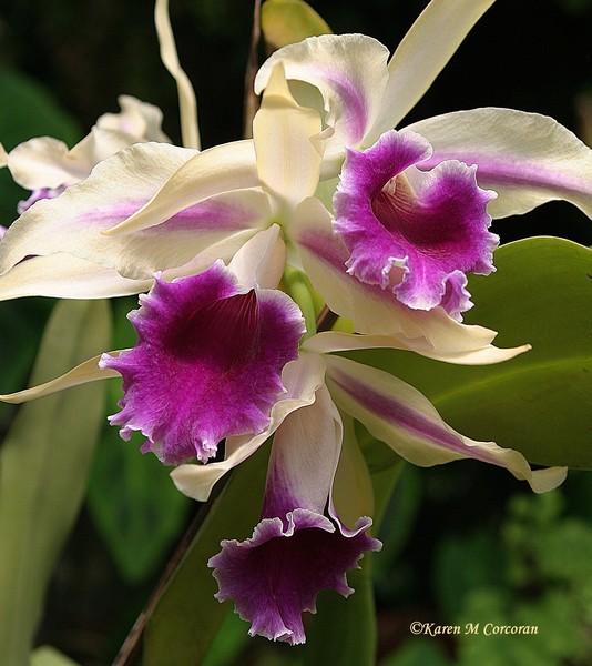 Cream & Purple Orchids