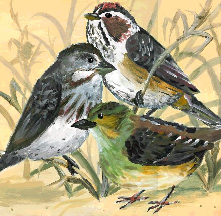 Song and Swamp Sparrows