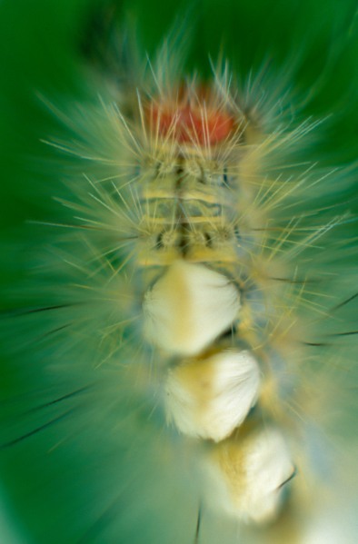 Caterpillar2