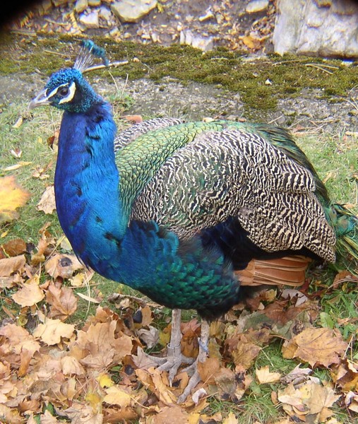 Peacock Prince