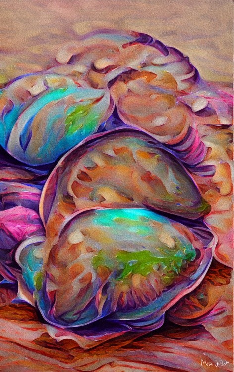 Abalone Shells(1)