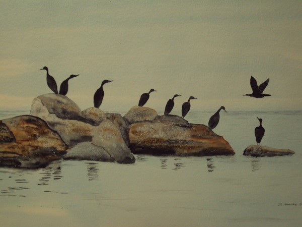 Cormorant Confluence