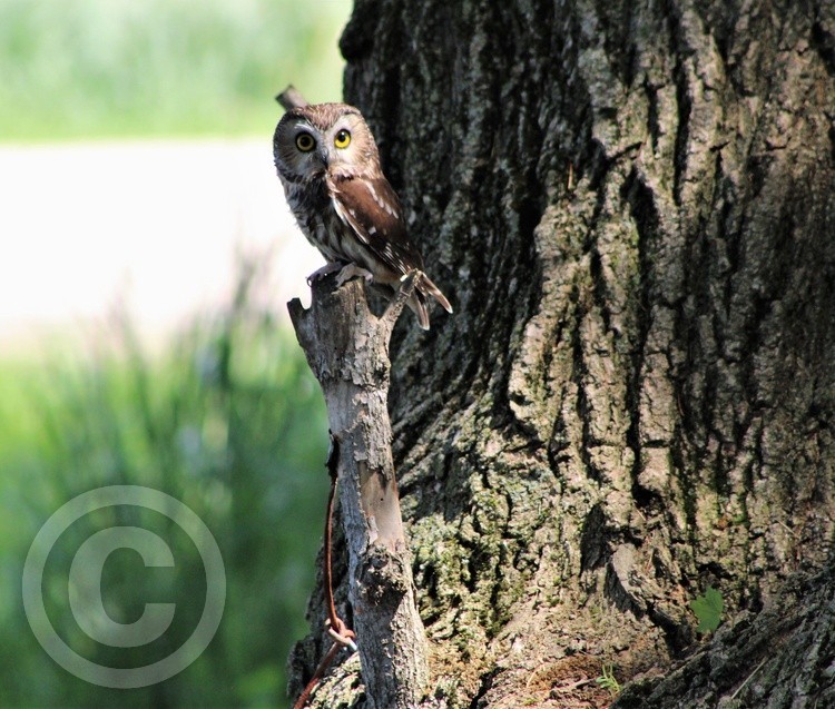 Saw-whet Owl 