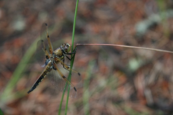 Dragonfly